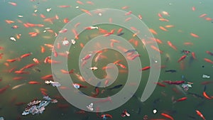 Many beautiful red orange and white japanese koi carp fishes slow swirling in pond with muddy water at city park or yard