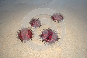 Many beautiful red sea urchins are washed by waves on Patong Beach, Phuket.