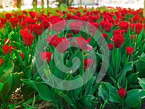 beautiful red tulips Couleur Cardinal on a flowerbed close-up photo