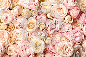 Many beautiful roses as background