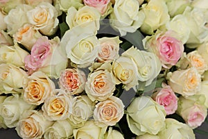 Many beautiful roses as background