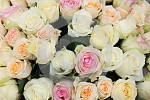 Many beautiful roses as background, top view