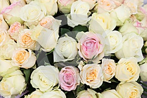 Many beautiful roses as background, top view