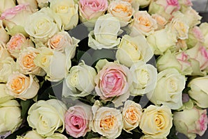 Many beautiful roses as background, top view