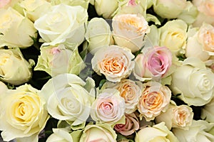 Many beautiful roses as background, top view