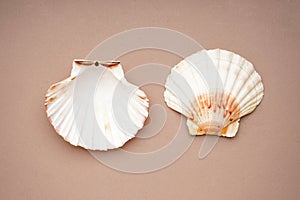 Many beautiful sea shells on beige background, top view. Close-up