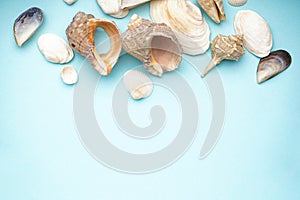 Many beautiful sea shells on blue background, space for text. Top view