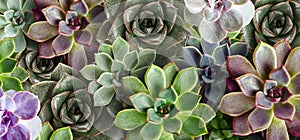 Many beautiful succulent plants as background. Banner design