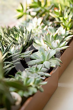 many beautiful Succulent plants top view