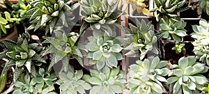 many beautiful Succulent plants top view