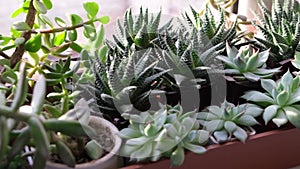 Many beautiful succulent plants top view