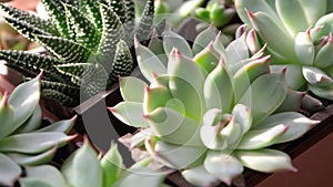 Many beautiful succulent plants top view