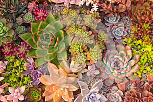 Many beautiful succulents