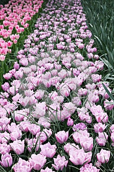 Many beautiful tulip flowers growing outdoors. Spring season