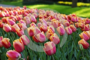 Many beautiful tulip flowers growing outdoors. Spring season