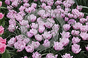 Many beautiful tulip flowers growing outdoors. Spring season