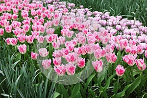 Many beautiful tulip flowers growing outdoors. Spring season