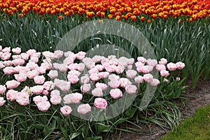 Many beautiful tulip flowers growing outdoors. Spring season