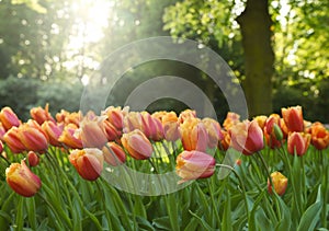 Many beautiful tulip flowers growing in park on sunny day. Spring season