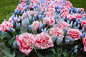 Many beautiful tulip and muscari flowers growing outdoors, closeup. Spring season