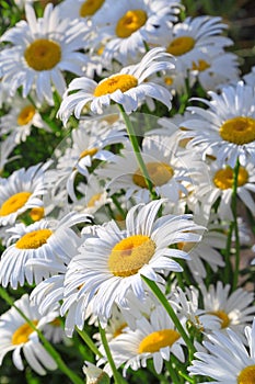 Many beautiful white camomiles at sunset