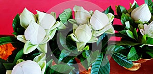 Many beautiful white lotus with green leaves in phan worship on red background