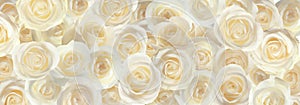 Many beautiful white roses as background, top view. Banner design