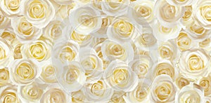 Many beautiful white roses as background, top view. Banner design