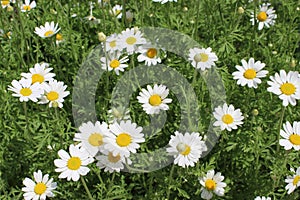 Many beautiful white spring daisies and leaves close-up