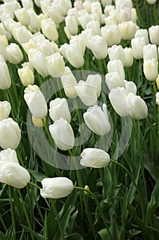 Many beautiful white tulip flowers growing outdoors, closeup. Spring season