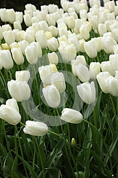 Many beautiful white tulip flowers growing outdoors. Spring season