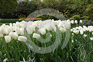 Many beautiful white tulip flowers growing in park. Spring season