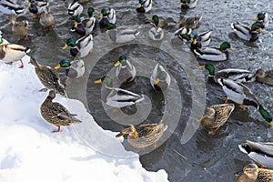 many beautiful wild ducks wintering in Europe during the frosts photo