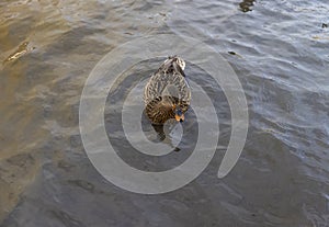 many beautiful wild ducks wintering in Europe during the frosts photo