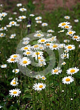 Lot of field daisy flowers on meadow in summer day closeup