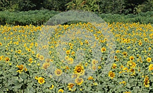 Many beautiful yellow sunflower in garden