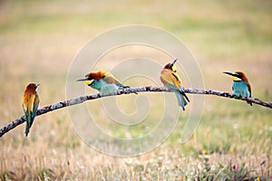 Many bee-eaters on a branch