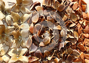 Many beechnuts and beechnut shells