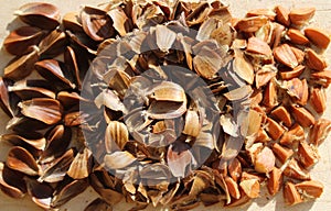 Many beechnuts and beechnut shells