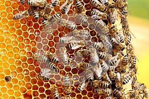 Many bees are gathering honey