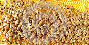 Many bees on honeycombs. Many bees on honeycombs. Bees and honey - close up view