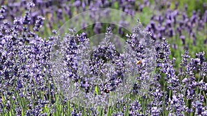 Many Bees In Lavender Flowers