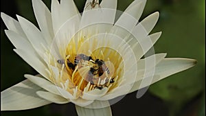 Many bees are searching for lotus nectar.