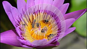 Many bees are searching for lotus nectar.