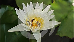Many bees are searching for lotus nectar.