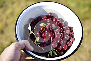 Many berries ripe cherries on a white plate in the garden