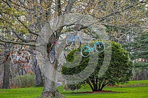 Many Bicycles Hanging from a Tree