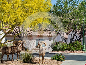 Many big horn sheep in front of a residence building near Hemenway Park