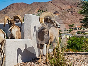 Many big horn sheep in front of a residence building near Hemenway Park