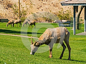 Many big horn sheep at Hemenway Park